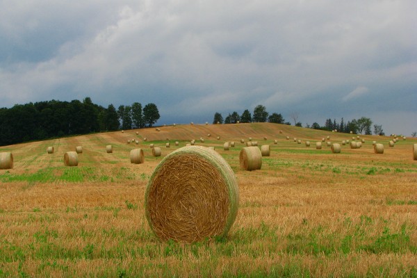 Alliston